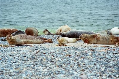 Seehunde am Strand